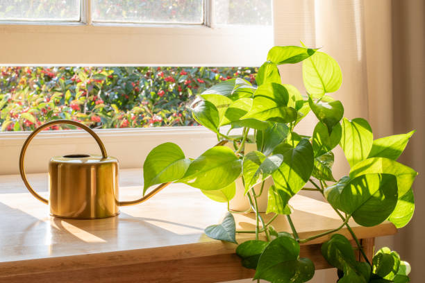 Golden Pothos